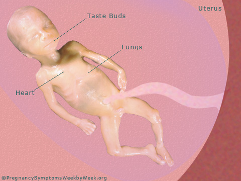 Pregnancy 24 weeks pregnant fetus development