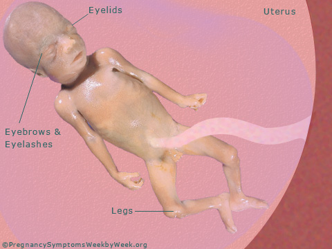27 Weeks Pregnant: Symptoms & Signs