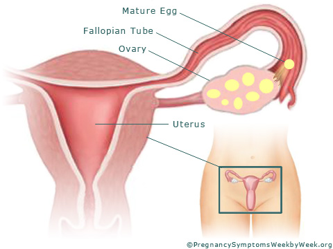 Pregnancy week 2 female reproductive organs